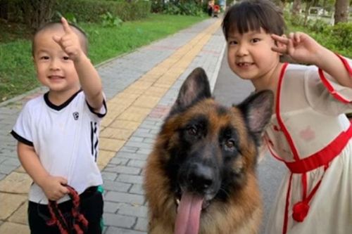 Thông minh đến mức không tin nổi, chú chó bỗng nổi như cồn trên mạng xã hội