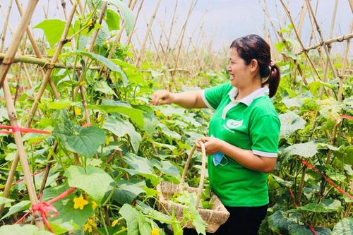 Đẩy mạnh phát triển rau màu vụ mùa