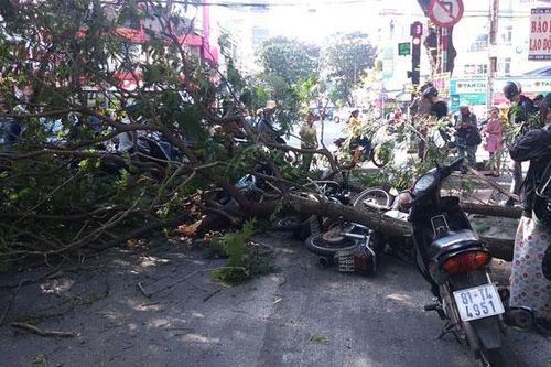 Thành phố Hồ Chí Minh: Giảm nỗi lo cây xanh gãy, đổ