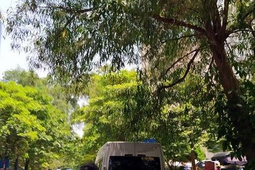 Cây xanh trong KĐT Nam Trung Yên - Hà Nội tốt um, nhiều cành gãy đổ uy hiếp đến người dân
