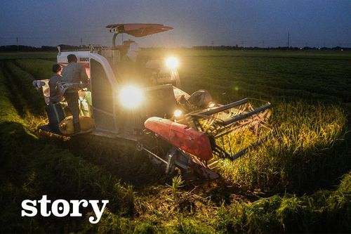 Người dân gặt lúa trong đêm tránh nóng