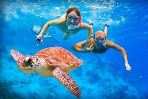 Bơi cùng rùa tại thiên đường ở Hawaii