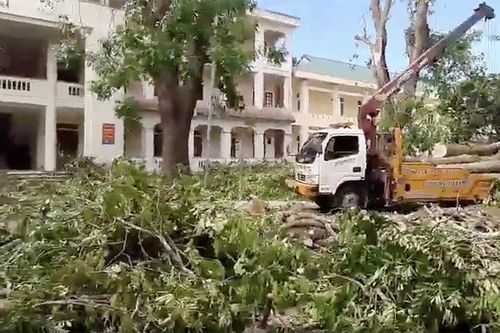 Kiểm điểm trường học ở Nghệ An vì chặt cây cổ thụ đang xanh tốt