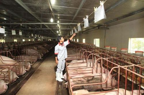 Tiếp sức cho chăn nuôi trang trại
