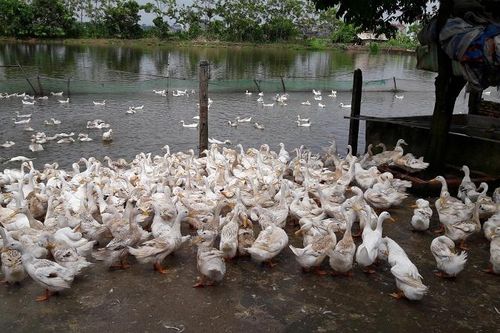Huyện Thạch Thất: Vẫn còn tình trạng vi phạm trong sử dụng đất nông nghiệp công ích