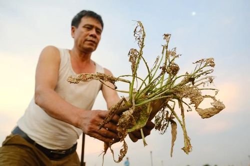Hà Nội: Hàng chục héc-ta rau màu tại huyện Mê Linh 'mất trắng' vì sâu bệnh