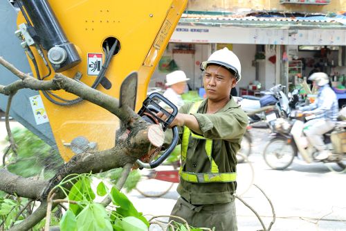 Công nhân đội nắng tỉa cây trước mùa mưa bão