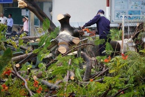 Ba học sinh bị thương do cây phượng bật gốc