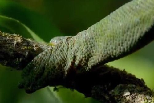 Hé lộ vũ khi săn mồi bí mật của tắc kè hoa