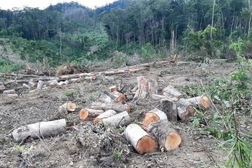 Lâm Đồng: 9 cán bộ bảo vệ rừng bị kỷ luật, chuyển công tác