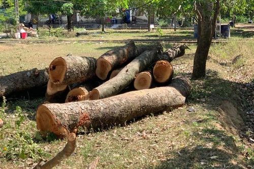 Chặt cây cổ thụ đang xanh tốt, một trường học ở Nghệ An bị kiểm điểm