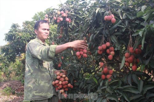 Ba phương án tiêu thụ vải thiều