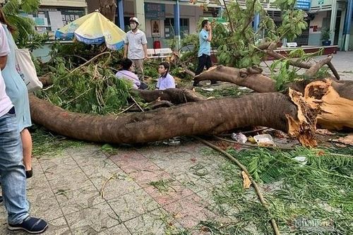 Hiệu trưởng Trường ĐH Lâm nghiệp: 'Phượng, bàng có thể trồng tốt trong trường'