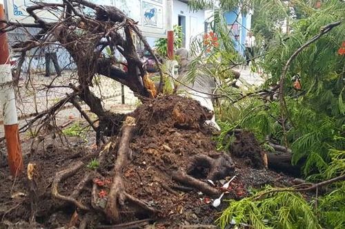 Phượng bật gốc trong sân trường ở Đồng Nai, 3 nữ sinh bị thương