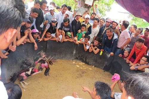 Bí mật thú vị về gà chọi: Uống nhân sâm, ăn thịt bò