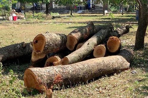 Kiểm điểm trường chặt cây xà cừ 40 năm tuổi