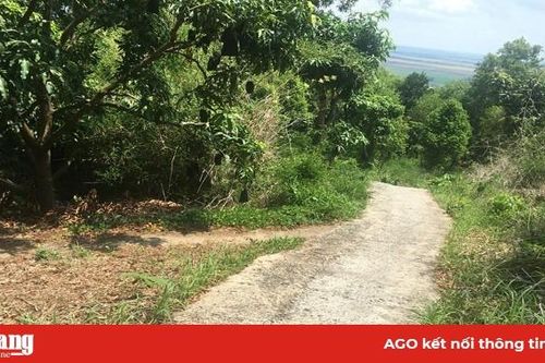 Phát triển vườn cây ăn trái ở núi Dài