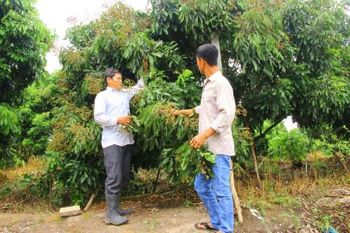 Tập trung phát triển nông nghiệp theo hướng bền vững