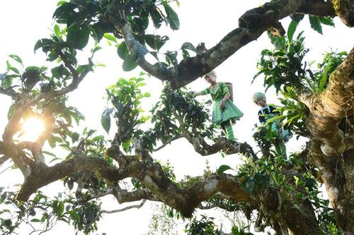 Theo dấu trà Shan: Lên miền trà cổ thời Covid-19