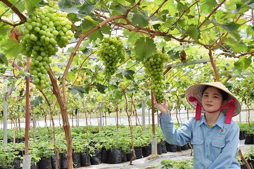 Dâu tây, nho Mỹ định canh 'kỳ diệu từ đất lành''