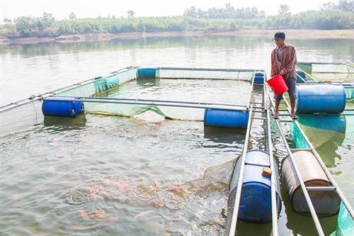 Khởi nghiệp từ nuôi cá lồng