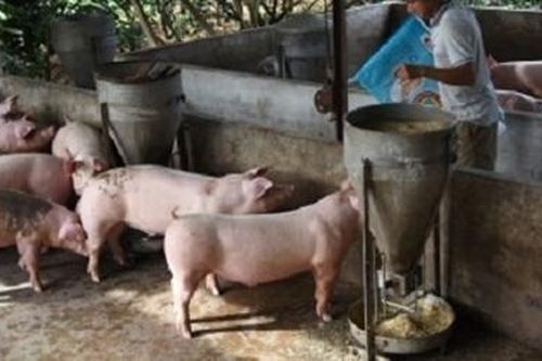 Giá lợn hơi ở Đồng Nai tăng cao do bị 'làm giá'