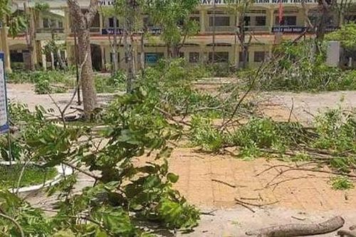 Từ vụ học sinh bị cây phượng đè tử vong: Bất cập về công tác quản lý cây xanh trong nhà trường?!