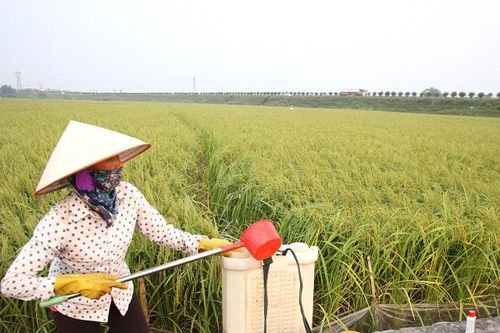 Quản lý thuốc bảo vệ thực vật: Còn yếu và vướng