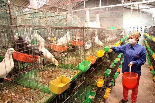 Giúp nông dân làm chủ khoa học kỹ thuật