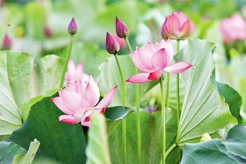 Thơm ngát hương sen