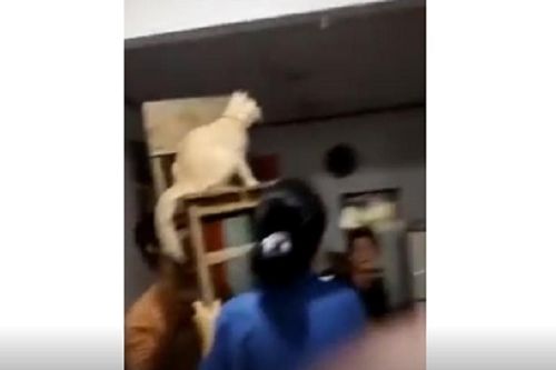 Boss mèo bắt 3 'con sen' phục vụ để bắt thạch sùng