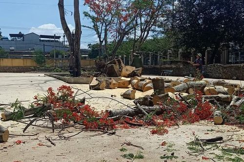 Phượng lại bật gốc: Chặt hay 'mặc áo giáp sắt' cho cây?