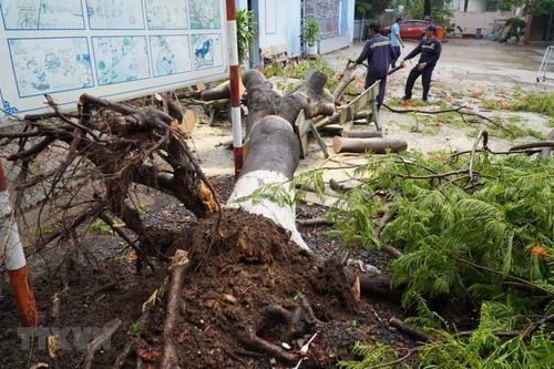 Thêm một vụ cây phượng bật gốc khiến 3 học sinh bị thương