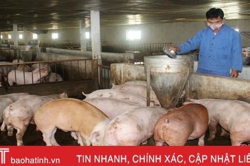 Vì sao doanh nghiệp Hà Tĩnh không mặn mà với nhập khẩu lợn sống?