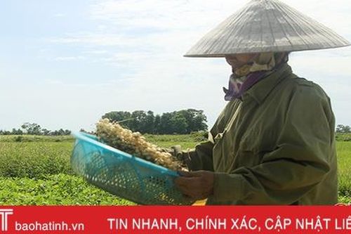 Trồng hành tăm, nông dân Nghi Xuân thu gấp 7 lần trồng lúa