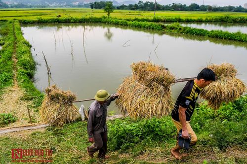 Hòa Bình: Người dân hối hả thu hoạch vụ chiêm dưới trời nóng cao điểm