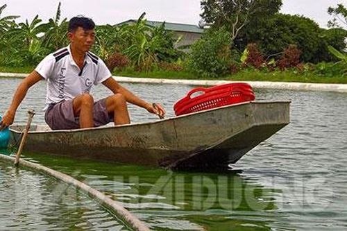 Hải Dương: Làm giàu từ nuôi cá trắm đen
