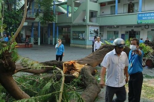 Phượng bật gốc liên tiếp, có nên đốn hạ hàng loạt?