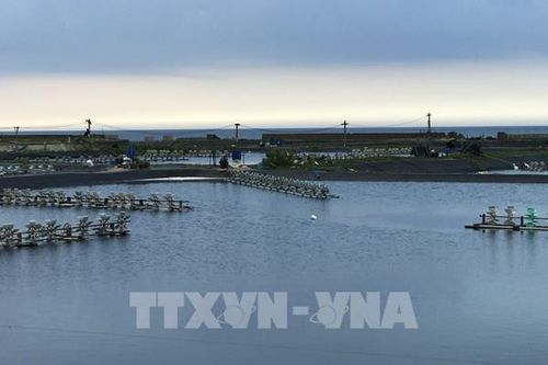 Phú Yên: Dịch bệnh trên tôm nuôi nước lợ có chiều hướng gia tăng