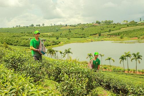 Ổn định các liên kết phát triển cây chè