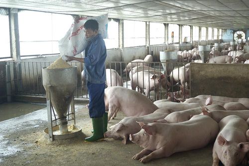 Nông nghiệp chuyển dịch để thích ứng với biến đổi khí hậu