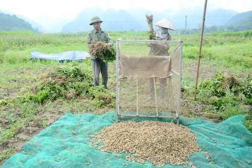 Lạc Xuân ở Chiêm Hóa: Hiệu quả từ giống mới, cách làm mới