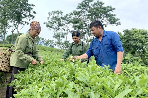 Chuyện lão nông làm giàu