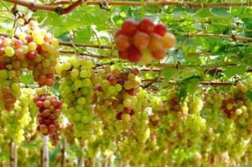 Trồng thành công nho Mỹ và nho Hàn Quốc tại Đà Lạt