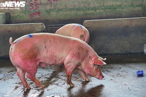 Hàng nghìn con lợn sống được nhập về, giá lợn hơi liên tiếp giảm mạnh