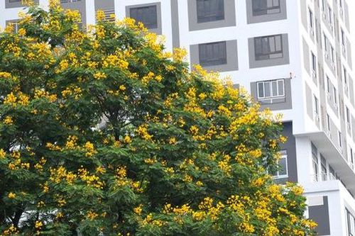 Ngắm hoa điệp nở vàng rực nhiều góc phố Hà Nội