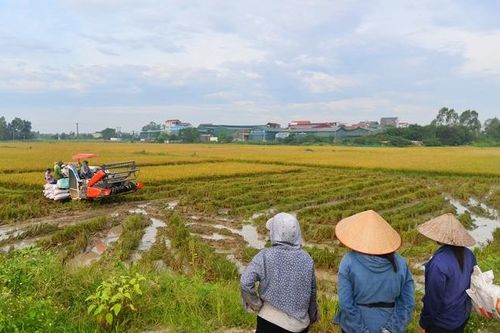 Mùa vàng trên những cánh đồng