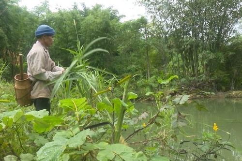 Làm giàu trên vùng đất biên cương