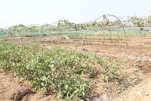 Hàng chục nghìn hecta đất nông nghiệp có thể không đủ nước để sản xuất