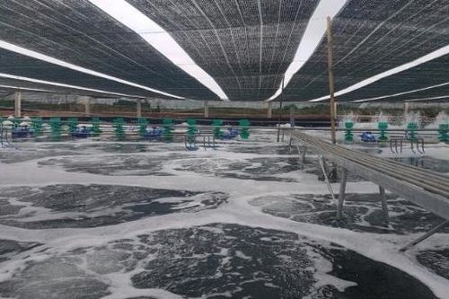 Bà Rịa – Vũng Tàu ứng dụng thành công mô hình nuôi tôm công nghệ cao